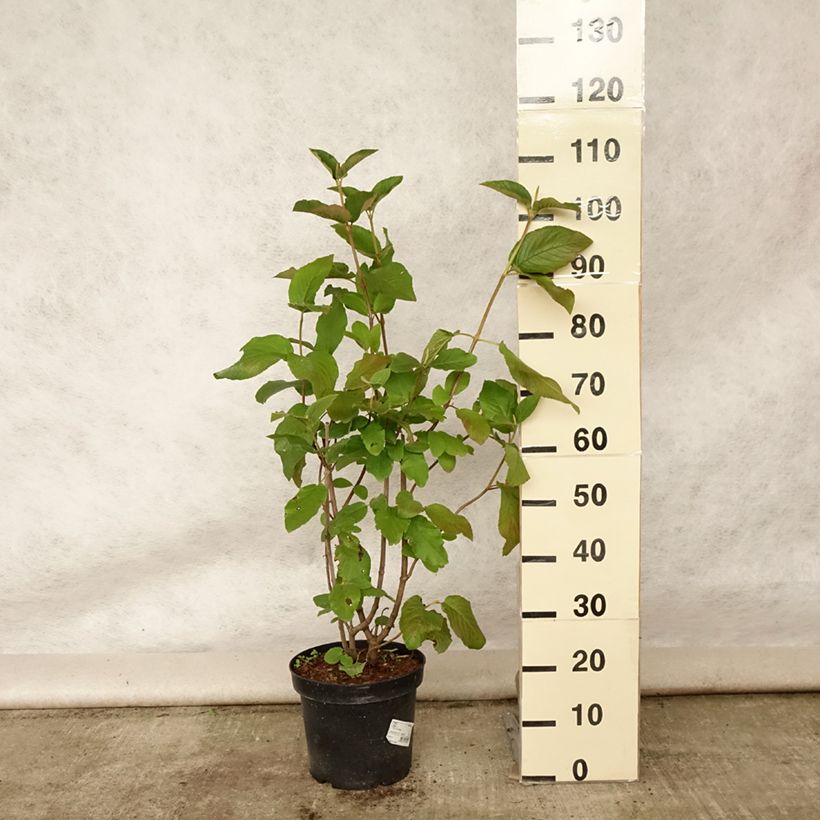 Amostra de Viburnum lantana - Viburno-lantana Vaso de 4 L/5 L tal como entregue no verão