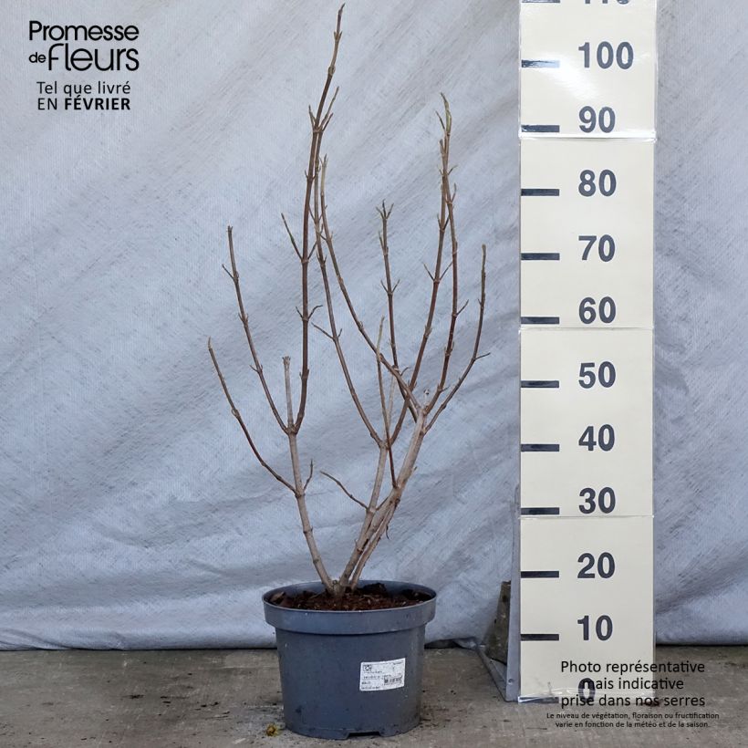 Amostra de Viburnum lantana - Viburno-lantana Vaso de 4 L/5 L tal como entregue no inverno