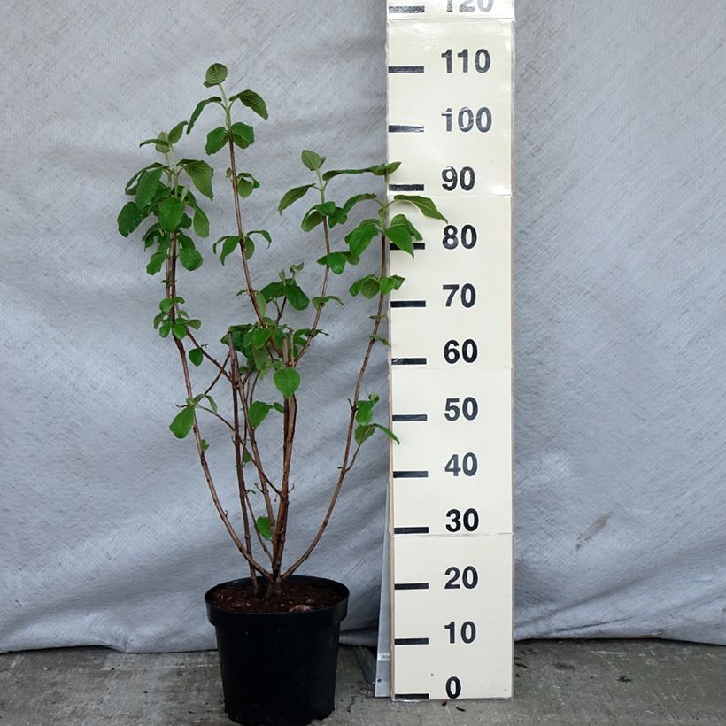 Amostra de Viburnum lantana - Viburno-lantana Vaso de 4 L/5 L tal como entregue na primavera