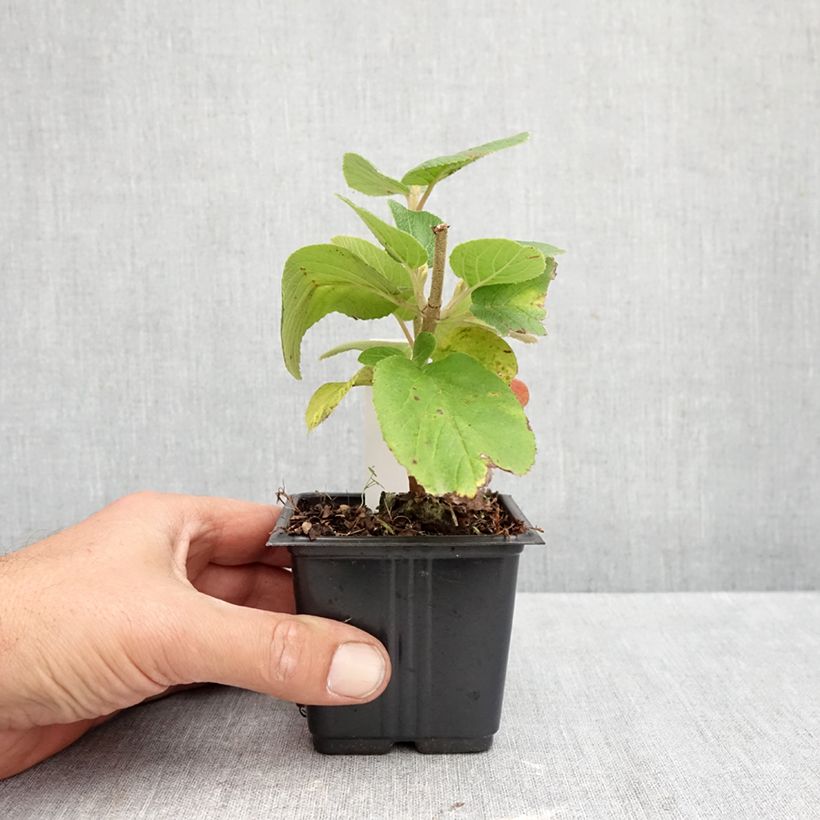 Amostra de Viburnum lantana - Viburno-lantana Vaso de 8/9 cm tal como entregue no outono