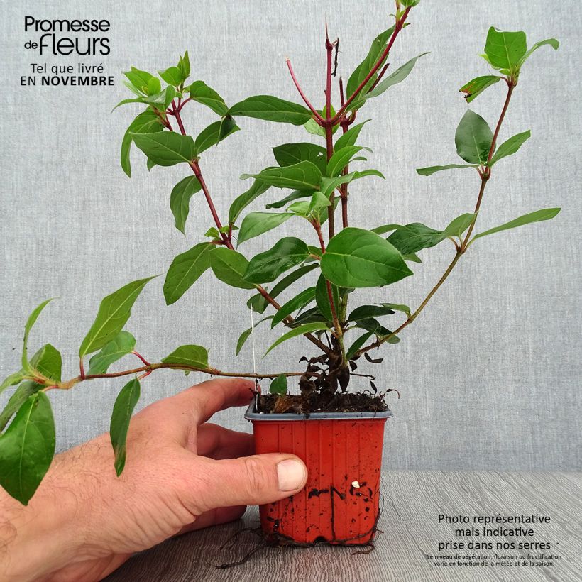 Amostra de Viburnum tinus - Folhado Vaso de 8/9 cm tal como entregue no outono