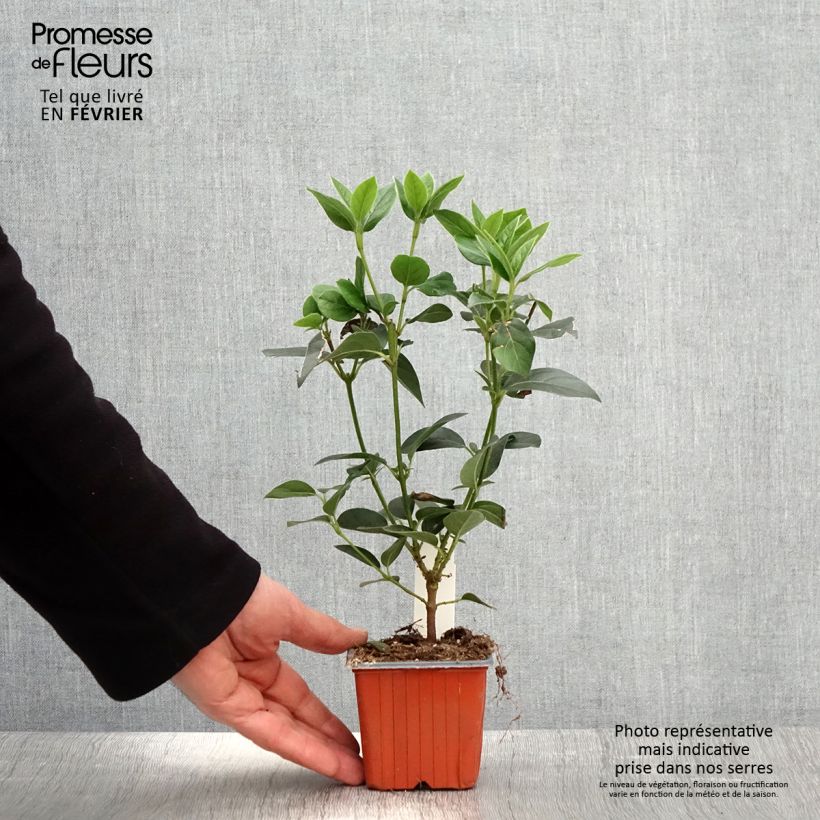 Amostra de Viorne, Laurier Tin - Viburnum tinus Vaso de 8/9 cm tal como entregue no inverno