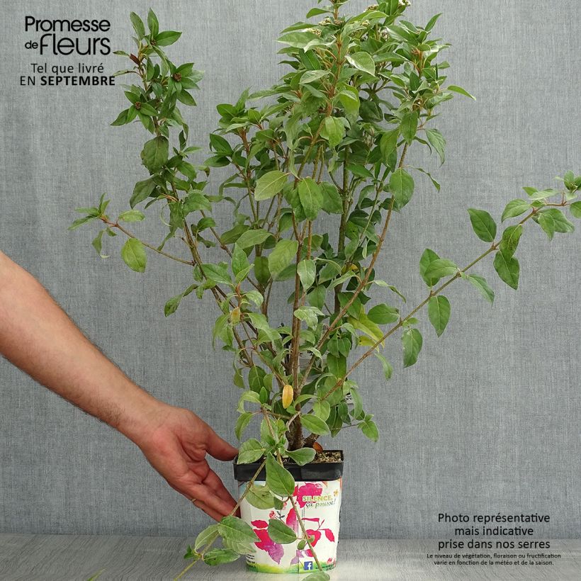 Amostra de Viburnum tinus - Folhado Vaso de 2 L/3 L tal como entregue no verão