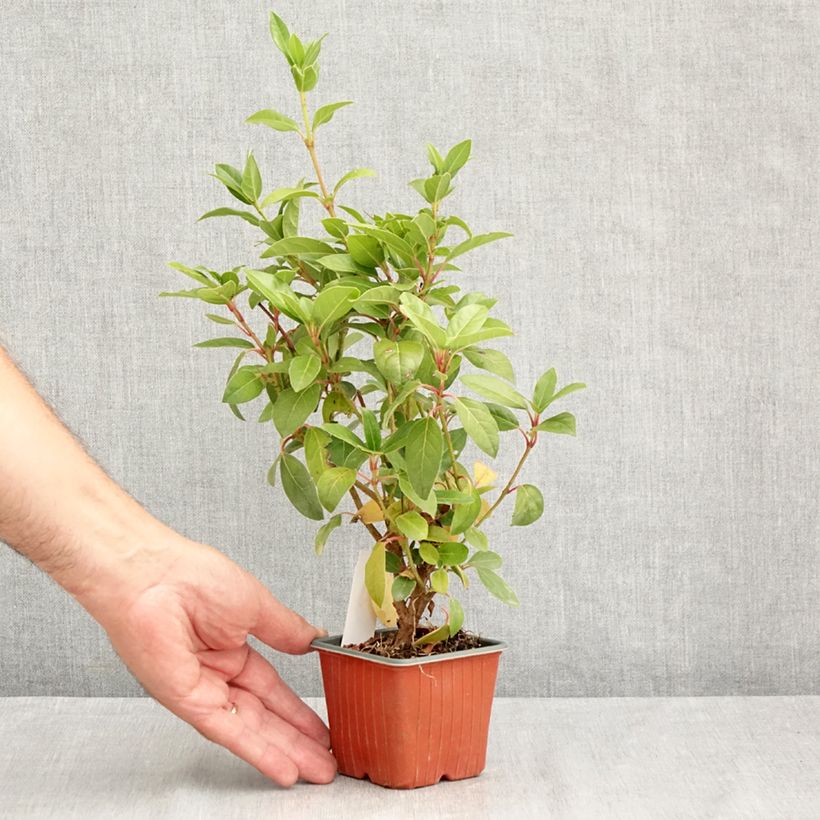 Amostra de Viburnum tinus - Folhado Vaso de 8/9 cm tal como entregue no verão