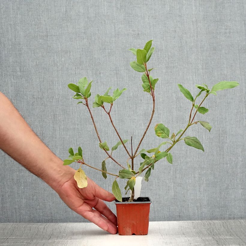 Amostra de Viburnum tinus Gwenllian - Folhado Vaso de 8/9 cm tal como entregue no verão