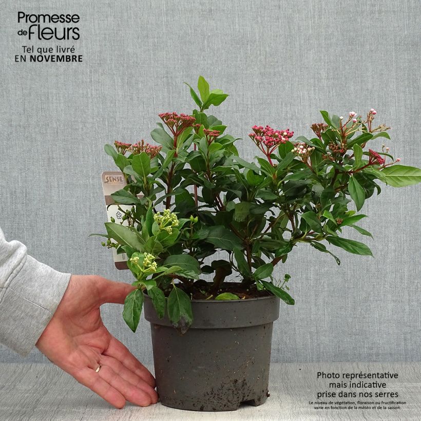 Amostra de Viburnum tinus Gwenllian - Folhado Vaso de 2 L/3 L tal como entregue no outono