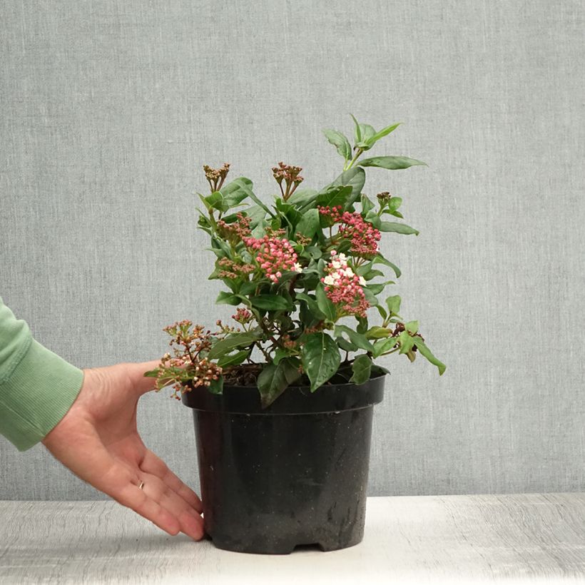 Amostra de Viburnum tinus Gwenllian - Folhado Vaso de 2 L/3 L tal como entregue no verão