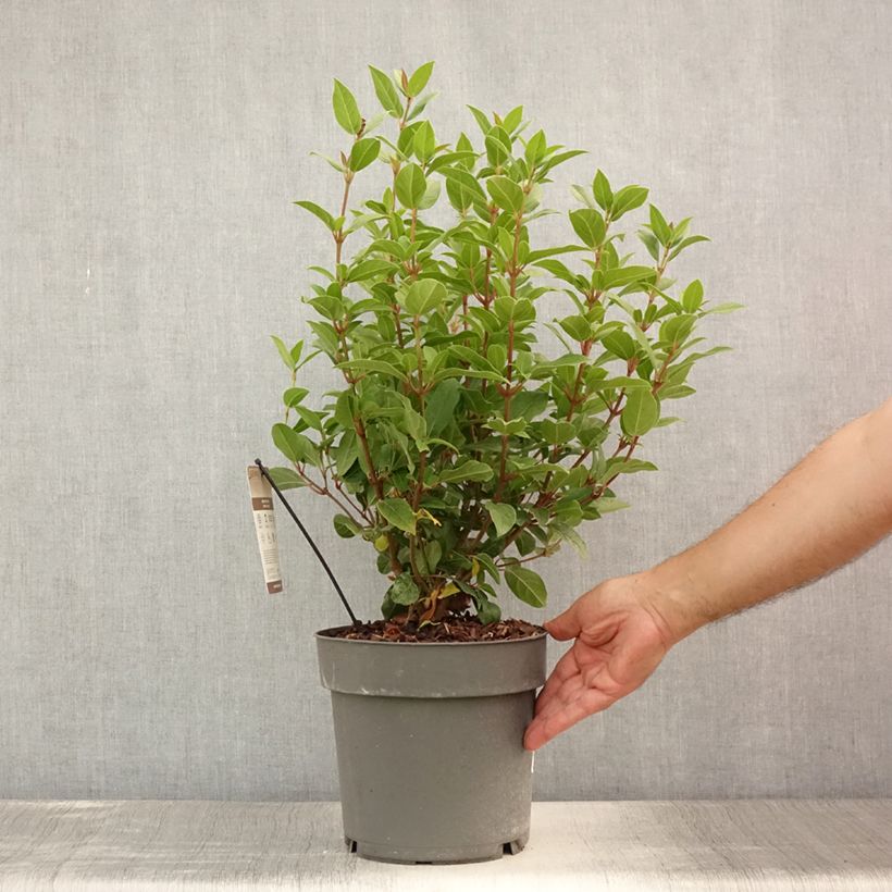 Amostra de Viburnum tinus Spirit - Folhado Vaso de 3 L/4 L tal como entregue no verão