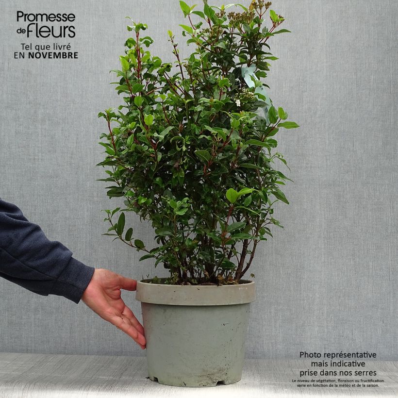 Amostra de Viburnum tinus Spirit - Folhado Vaso de 7,5 L/10 L tal como entregue no outono