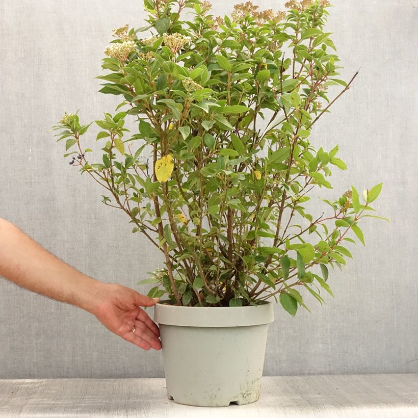 Amostra de Viburnum tinus Spirit - Folhado Vaso de 7,5 L/10 L tal como entregue no verão