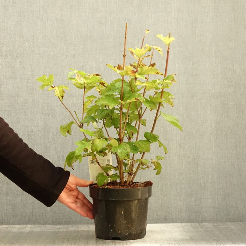 Amostra de Viburnum opulus Park Harvest - Bola-de-neve Vaso de 2 L/3 L tal como entregue no outono