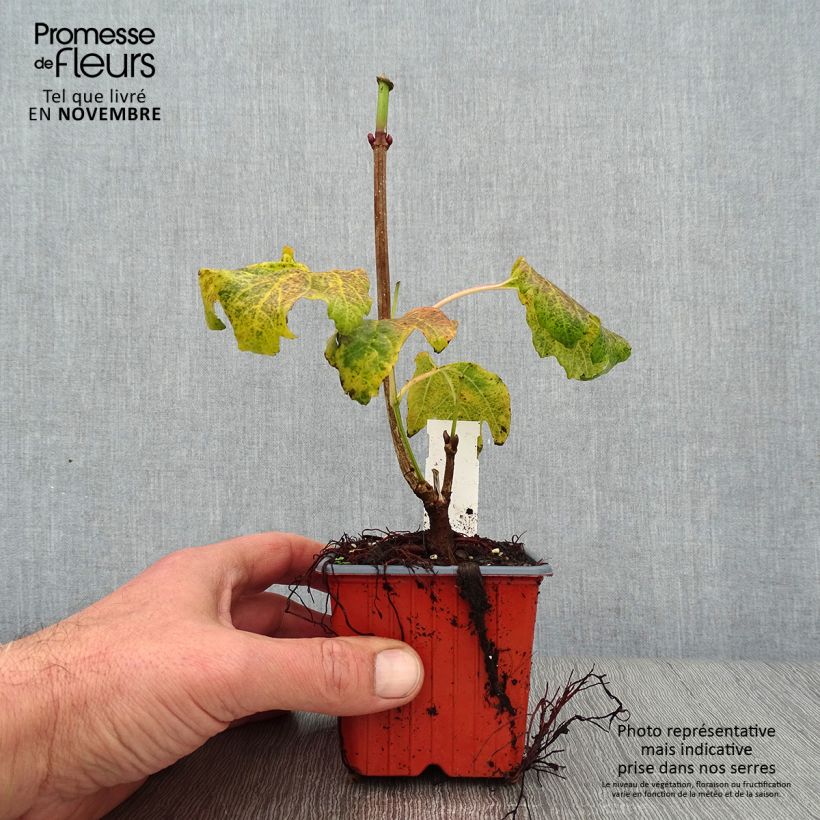 Amostra de Viburnum opulus Compactum - Bola-de-neve Vaso de 8/9 cm tal como entregue no outono