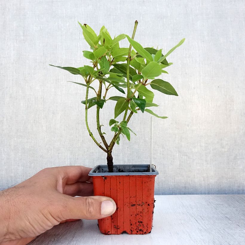 Amostra de Viburnum opulus Compactum - Bola-de-neve Vaso de 8/9 cm tal como entregue no verão
