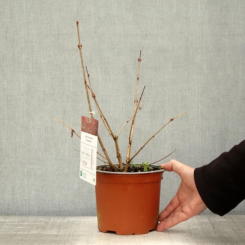 Amostra de Viburnum opulus Compactum - Bola-de-neve Vaso de 3 L/4 L tal como entregue no outono