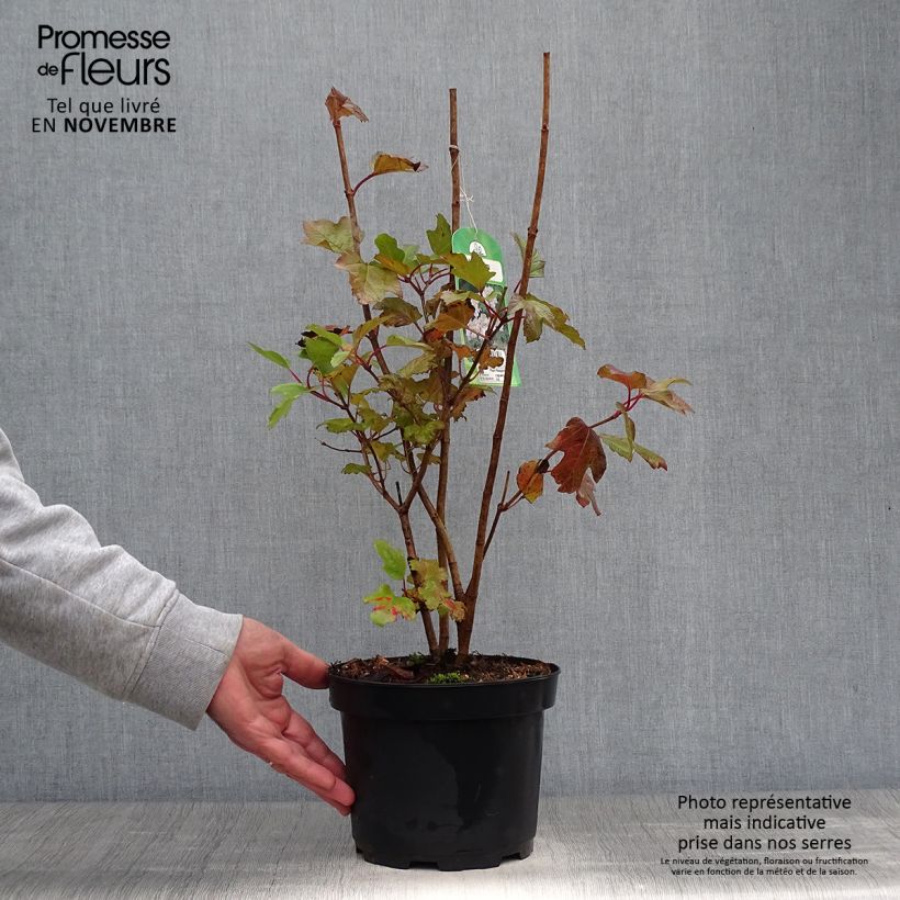 Amostra de Viburnum opulus - Viburno-comum Vaso de 2 L/3 L tal como entregue no outono