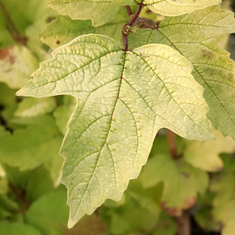 Viburnum opulus Oh Canada - Bola-de-neve (Folhagem)