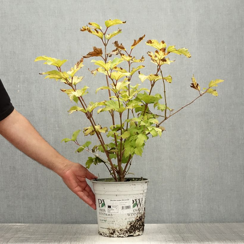 Amostra de Viburnum opulus Oh Canada - Bola-de-neve Vaso de 4 L/5 L tal como entregue no verão