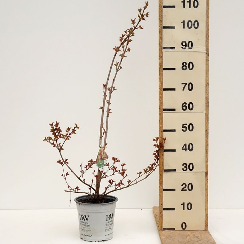 Amostra de Viburnum opulus Oh Canada - Bola-de-neve Vaso de 4 L/5 L tal como entregue na primavera