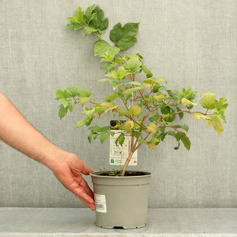 Amostra de Viburnum opulus Pechcin - Bola-de-neve Vaso de 3 L/4 L tal como entregue no verão