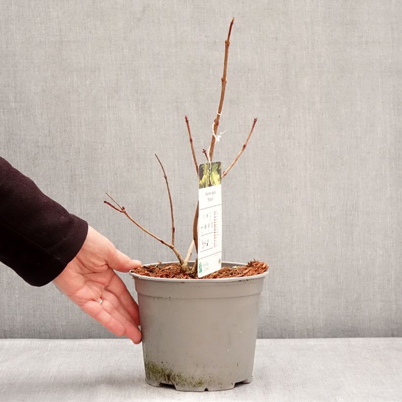 Amostra de Viburnum opulus Pechcin - Bola-de-neve Vaso de 3 L/4 L tal como entregue no inverno