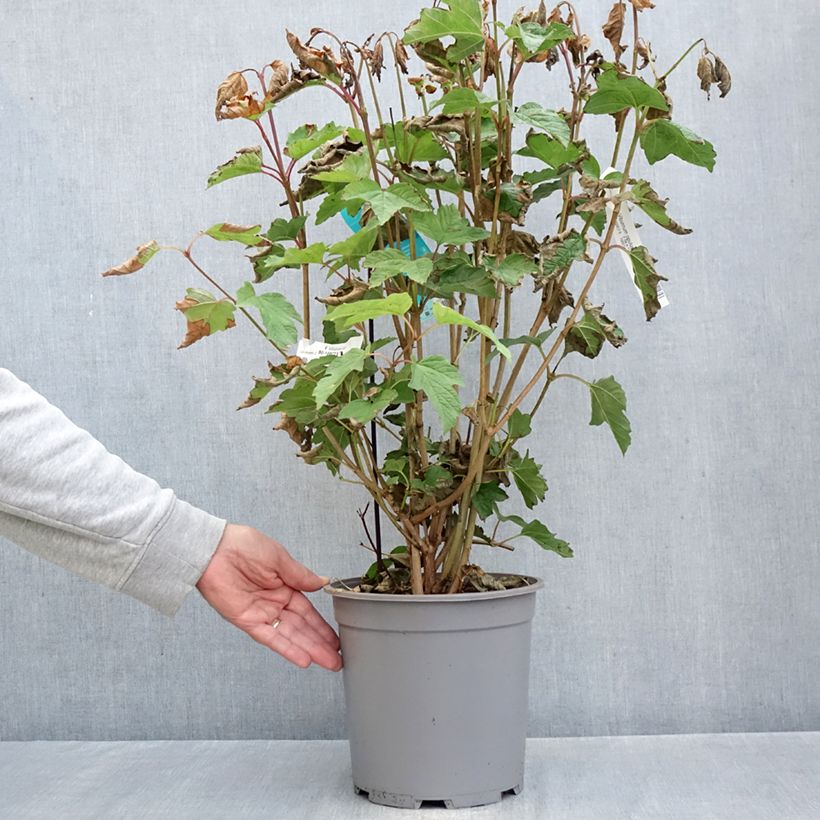 Amostra de Viburnum opulus - Viburno-comum Vaso de 7,5 L/10 L tal como entregue no outono
