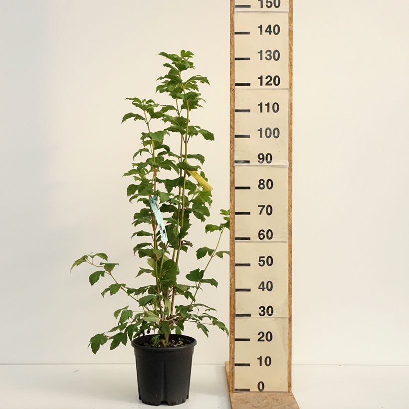 Amostra de Viburnum opulus - Viburno-comum Vaso de 7,5 L/10 L tal como entregue no verão