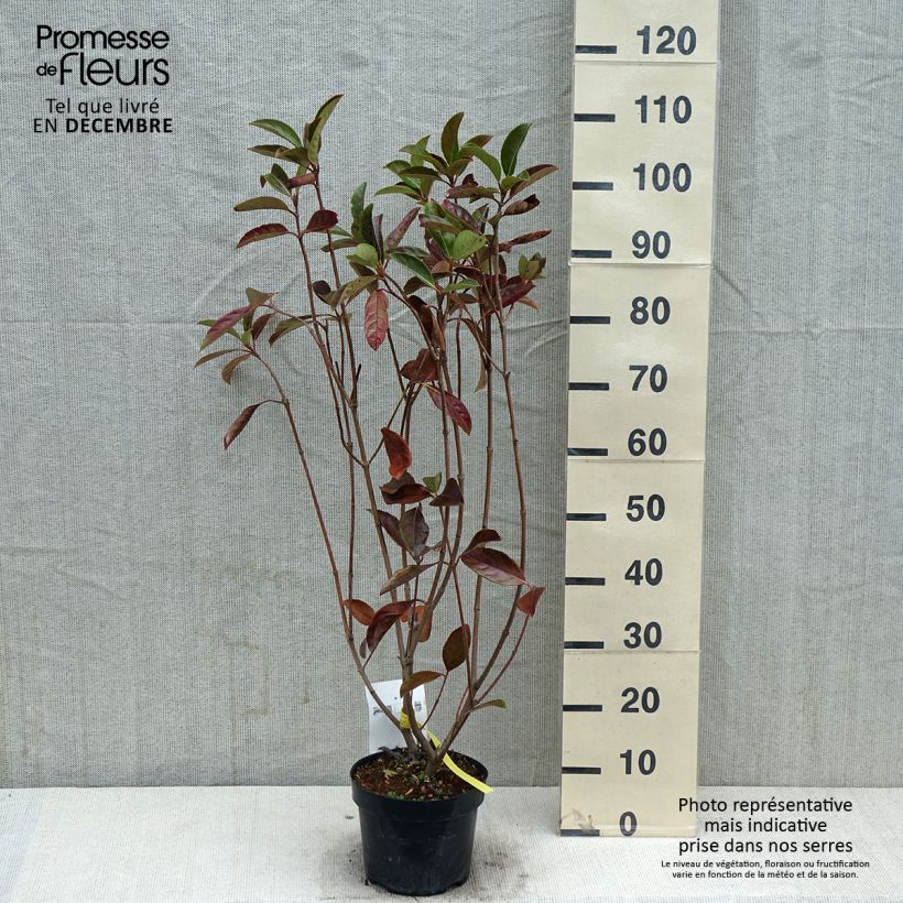 Amostra de Viburnum odoratissimum - Viburno-doce Vaso de 2 L/3 L tal como entregue no outono