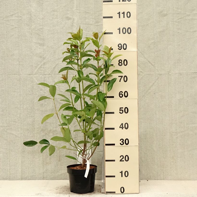 Amostra de Viburnum odoratissimum - Viburno-doce Vaso de 2 L/3 L tal como entregue na primavera