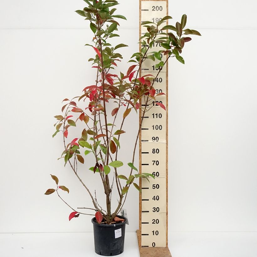 Amostra de Viburnum odoratissimum - Viburno-doce Vaso de 12 L/15 L tal como entregue no outono