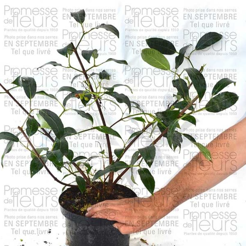 Exemplo de amostra de Viburnum Le Bois Marquis - Viburno-doce Vaso de 7,5 L/10 L tal como entregue