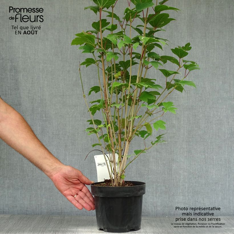 Amostra de Viburnum trilobum Bailey Compact Vaso de 3 L/4 L tal como entregue no verão