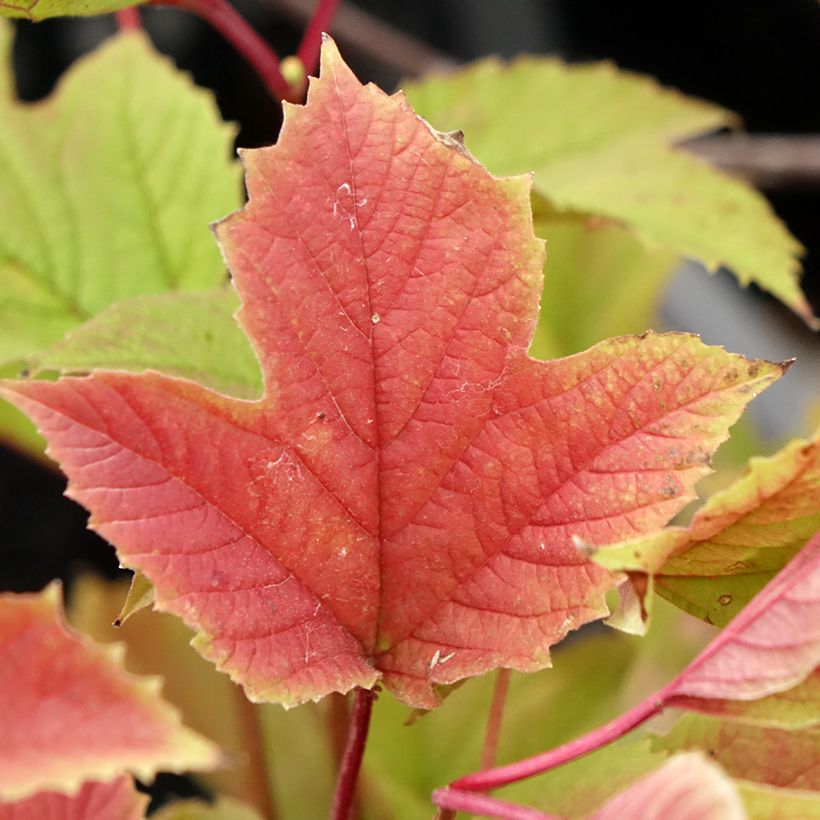 Viburnum trilobum Spring Red Compact - Viburno trilobado (Folhagem)