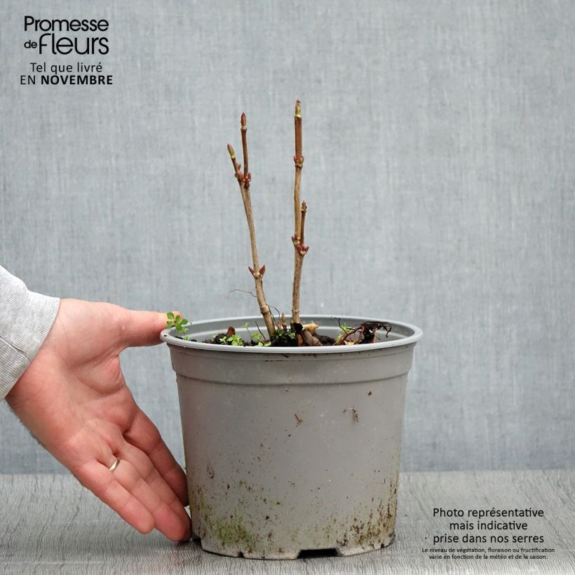 Amostra de Viorne trilobée - Viburnum trilobum Spring Red Compact Pot de 3L/4L tal como entregue no outono