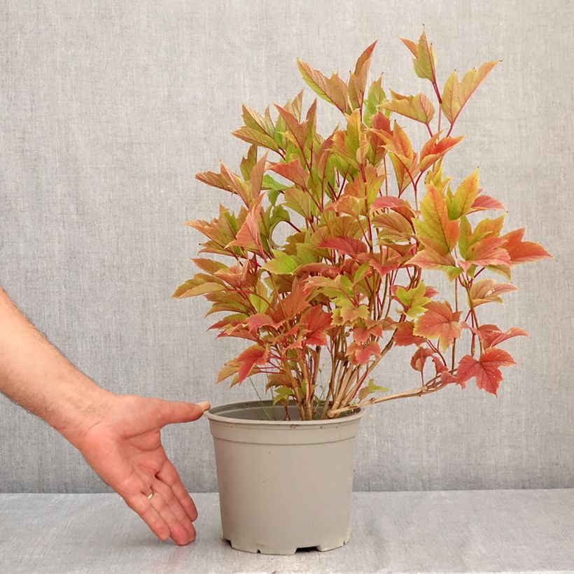 Amostra de Viburnum trilobum Spring Red Compact - Viburno trilobado Vaso de 3 L/4 L tal como entregue no verão