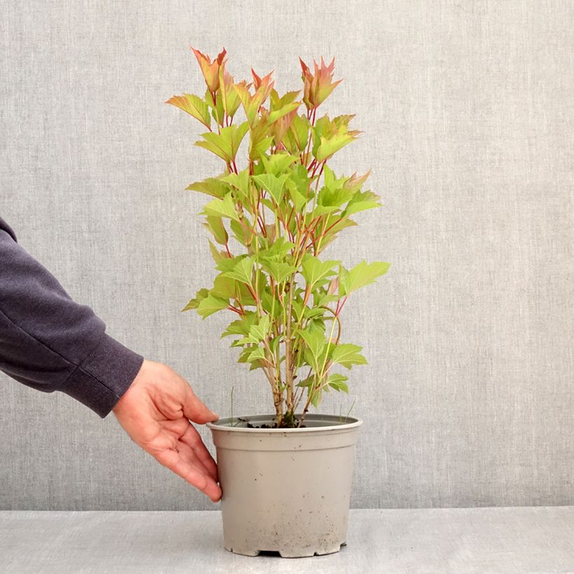 Amostra de Viorne trilobée - Viburnum trilobum Spring Red Compact Vaso de 3 L/4 L tal como entregue na primavera