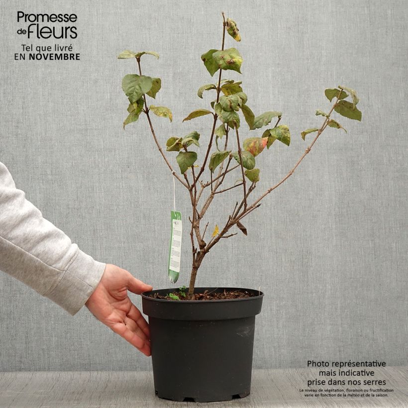 Amostra de Viburnum carlesii Aurora - Viburno-da-Coreia Vaso de 3 L/4 L tal como entregue no outono
