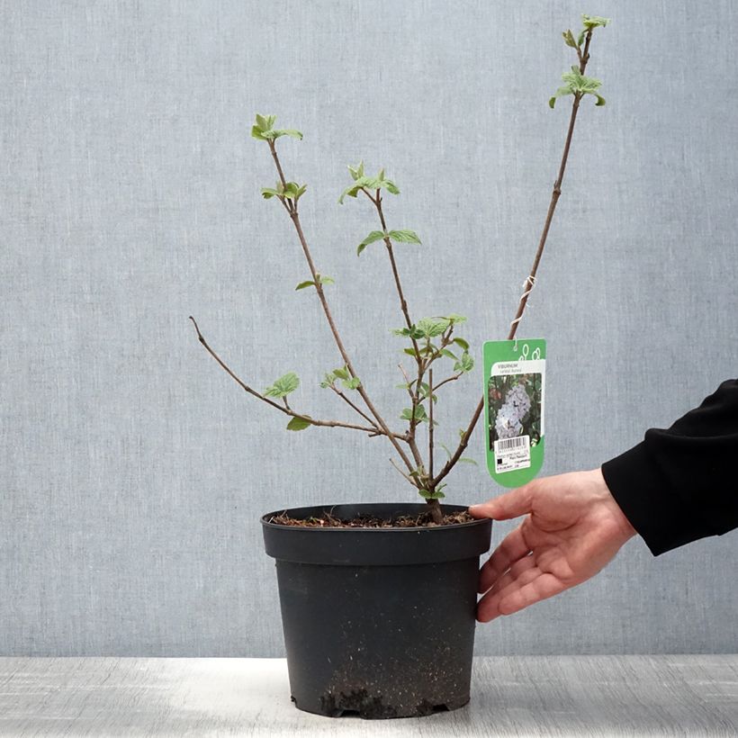 Amostra de Viburnum carlesii Aurora - Viburno-da-Coreia Vaso de 3 L/4 L tal como entregue na primavera