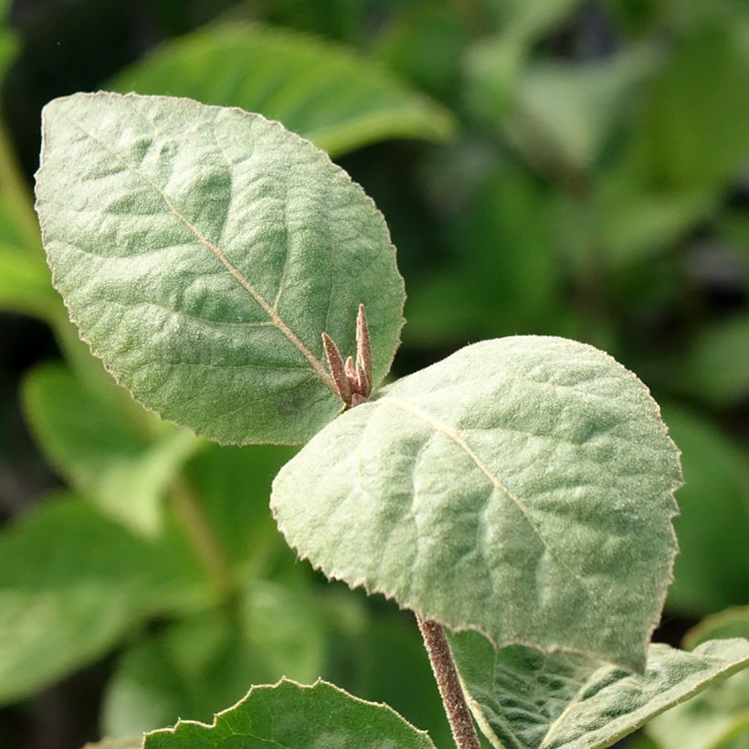 Viburnum carlesii Aurora - Viburno-da-Coreia (Folhagem)