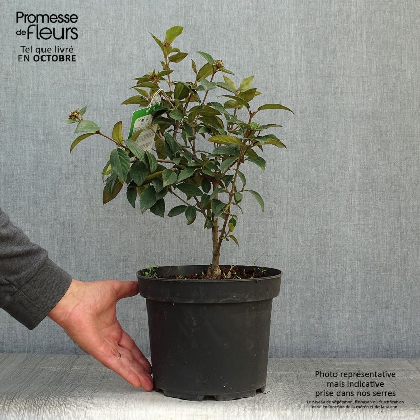 Amostra de Viburnum Eskimo - Viburno Vaso de 2 L/3 L tal como entregue no outono