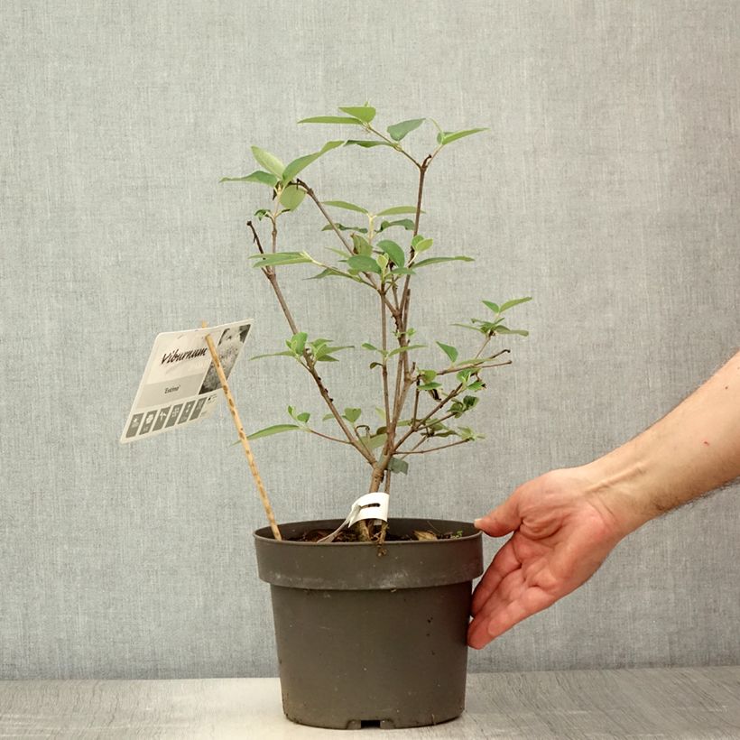 Amostra de Viburnum Eskimo - Viburno Vaso de 4 L/5 L tal como entregue no verão