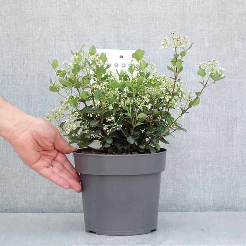 Amostra de Viorne - Viburnum Fairy Stars Pot de 3L/4L tal como entregue na primavera