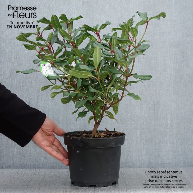 Amostra de Viburnum globosum Jermyns Globe - Viburno-de-David Vaso de 3 L/4 L tal como entregue no outono