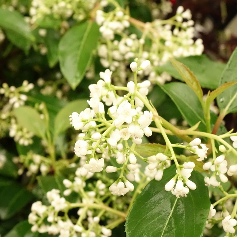 Viburnum × hillieri Winton - Viburno (Floração)