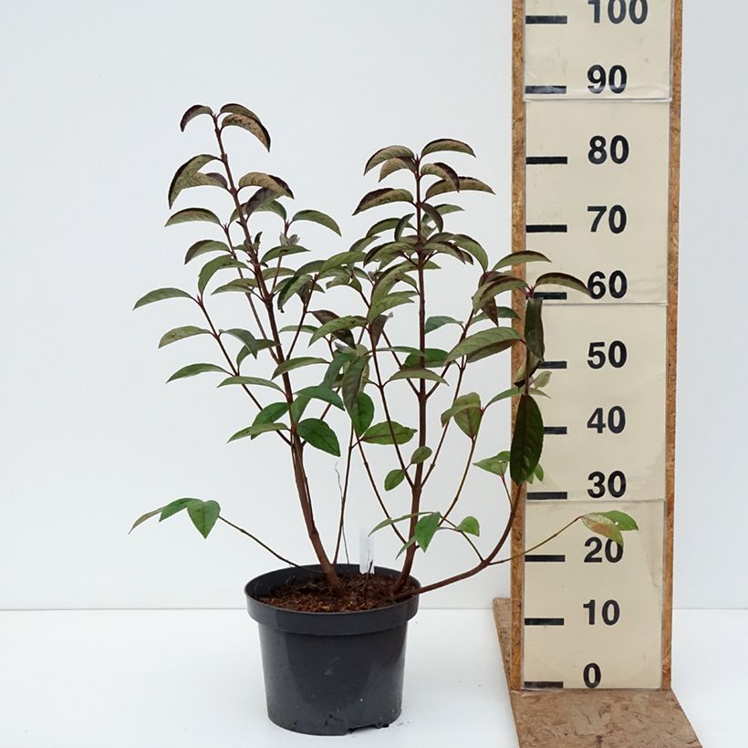 Amostra de Viburnum Le Bois Marquis - Viburno-doce Vaso de 7,5 L/10 L tal como entregue no inverno