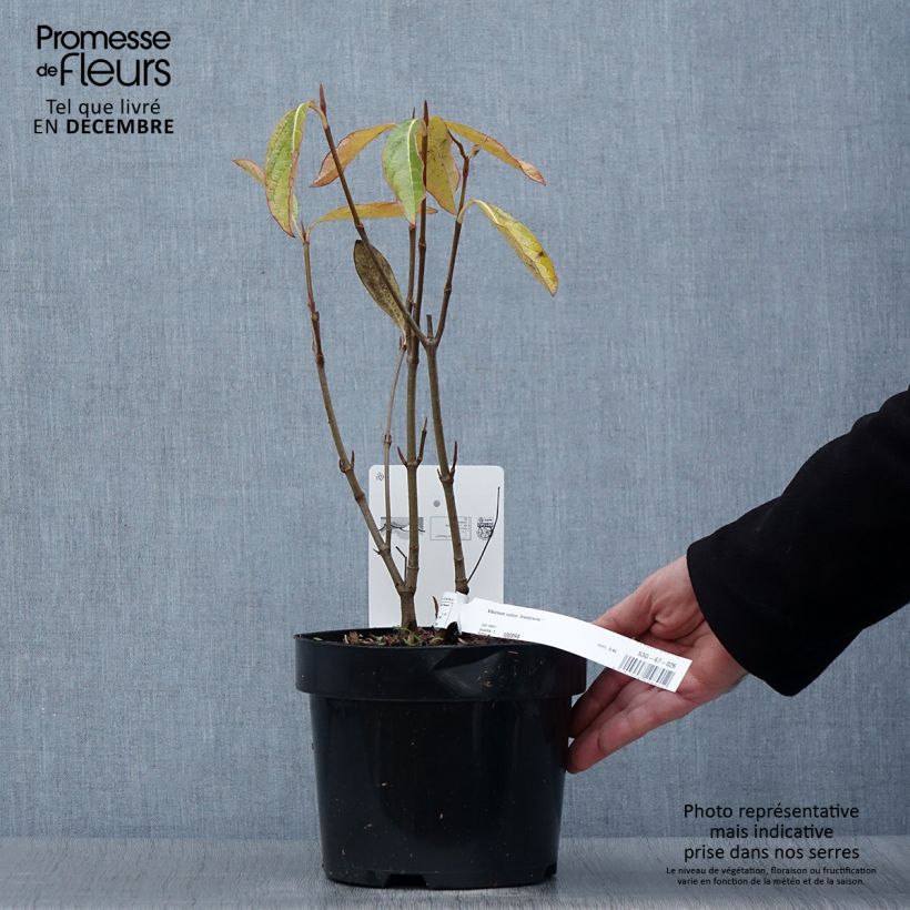 Amostra de Viburnum nudum Brandywine - Viburno Vaso de 2 L/3 L tal como entregue no outono