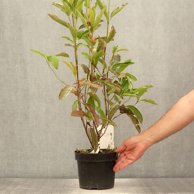 Amostra de Viburnum nudum Brandywine - Viburno Vaso de 2 L/3 L tal como entregue no verão