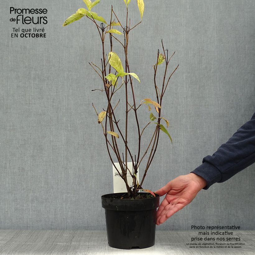 Amostra de Viburnum nudum Pink Beauty - Viburno Vaso de 3 L/4 L tal como entregue no outono