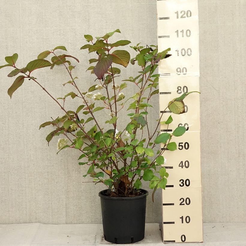 Amostra de Viburnum plicatum Grandiflorum Noble - Viburno-do-japão Vaso de 12 L/15 L tal como entregue no outono