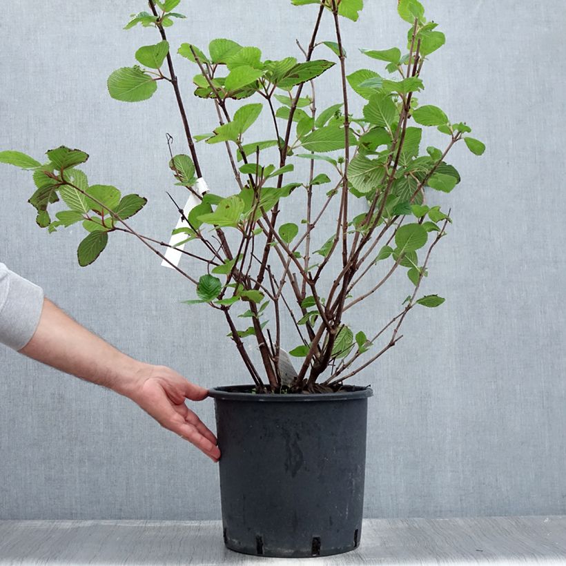 Amostra de Viburnum plicatum Grandiflorum Noble - Viburno-do-japão Vaso de 12 L/15 L tal como entregue no verão