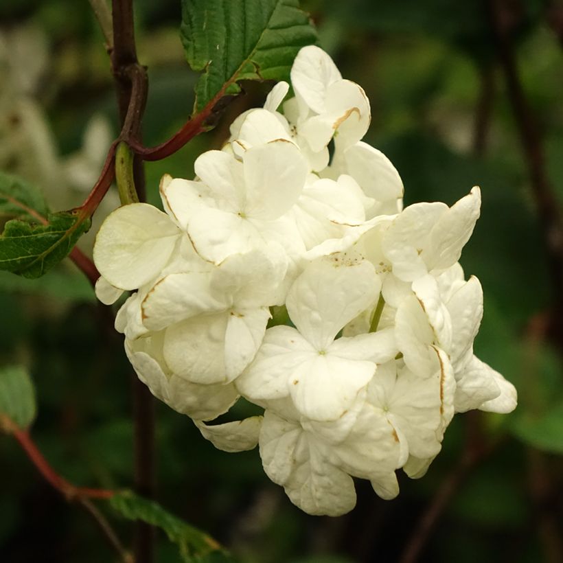 Viburnum plicatum Grandiflorum Noble - Viburno-do-japão (Floração)